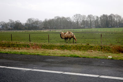 We zijn inderdaad ver van huis, maar zo ver?! © De Brouwer