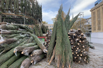 Eén grote boom bestaande uit allemaal kleine boompjes. We zijn benieuwd! © Ajax Life